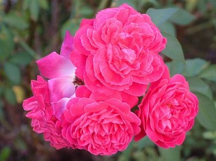 ROSE-FLOWER